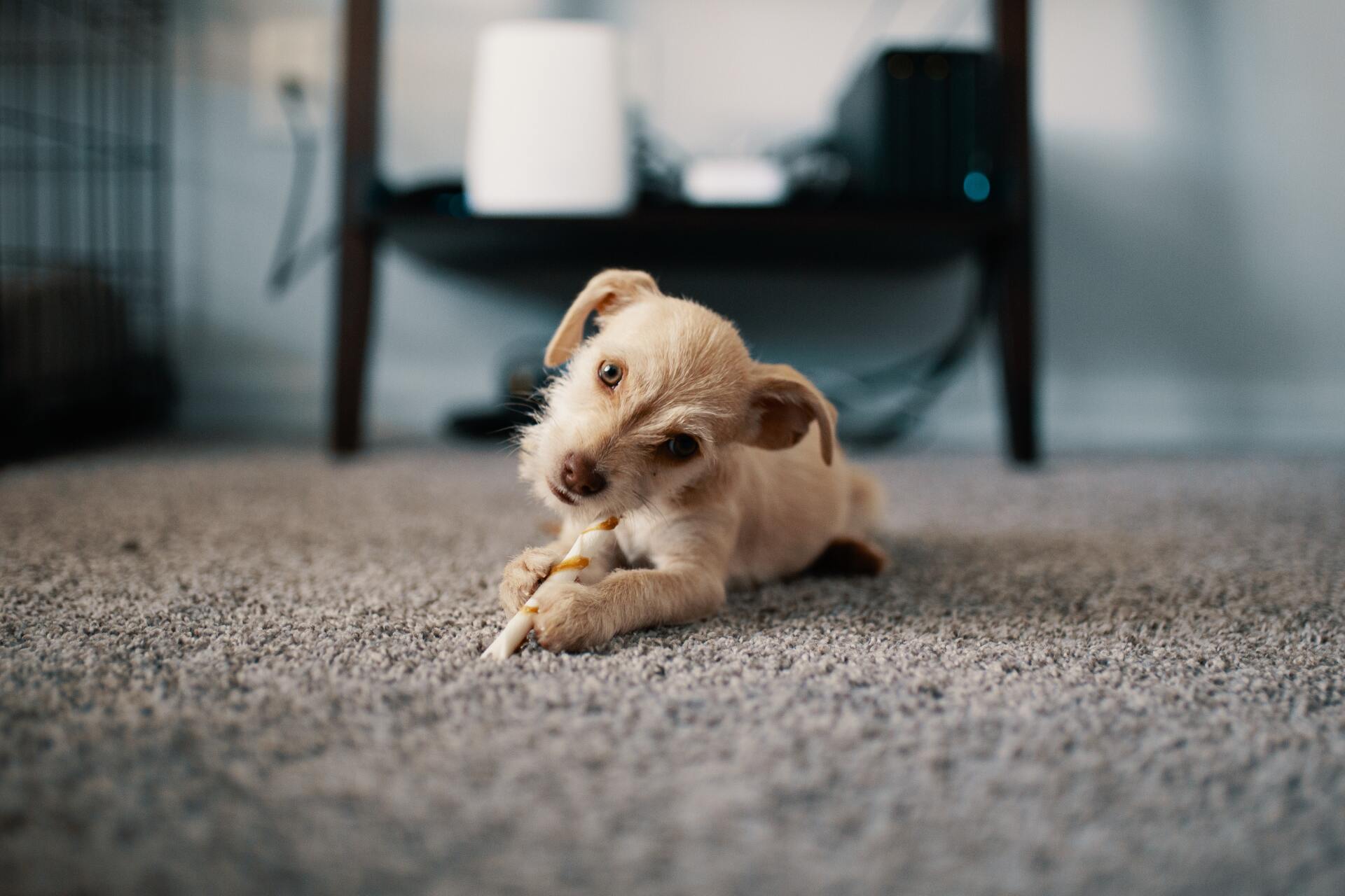 Carpet cleaning on a pet-stained area